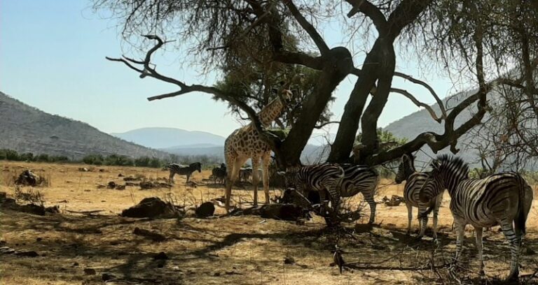 The Lion and Safari Park