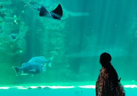 Aquarium in Cape Town celebrate your birthday