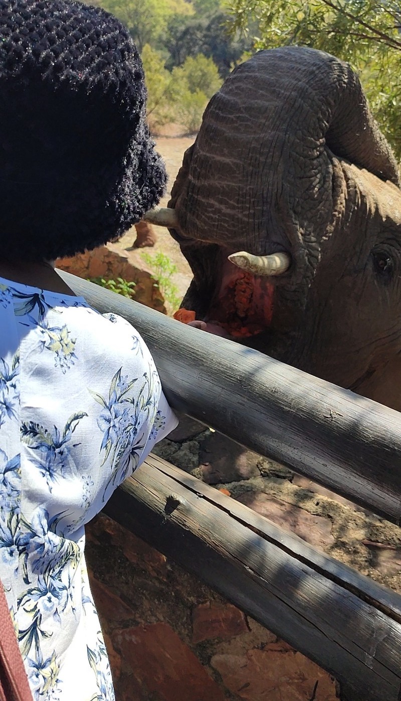 Sunday buffet with free elephant interaction