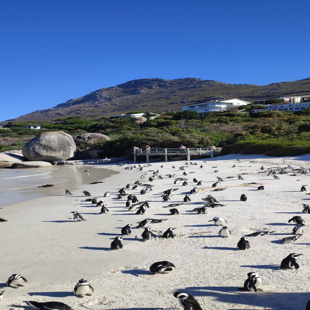 Boulders Beach